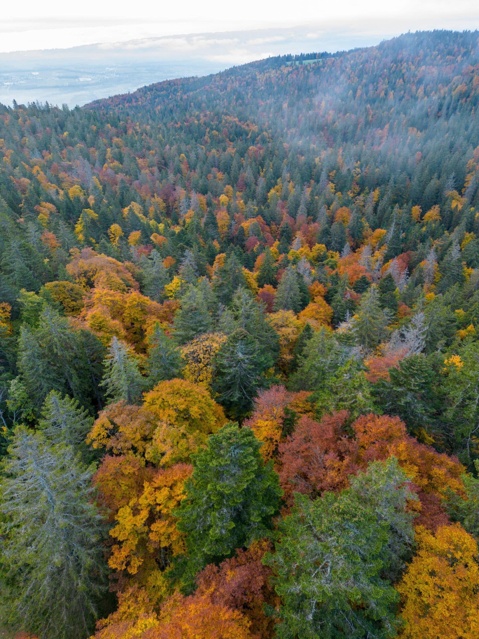 Photo de fôret pour le Bois durable de Proxy Bois