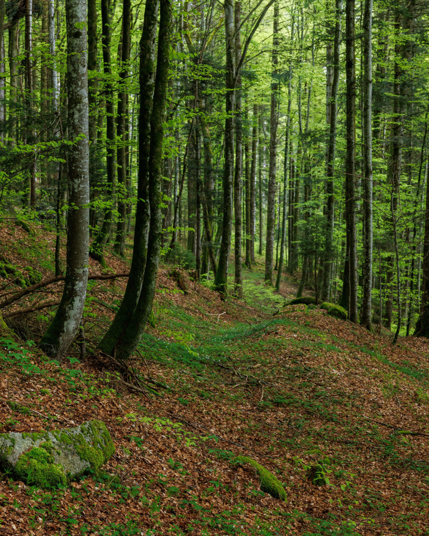 Photo de fôret pour le Bois durable de Proxy Bois